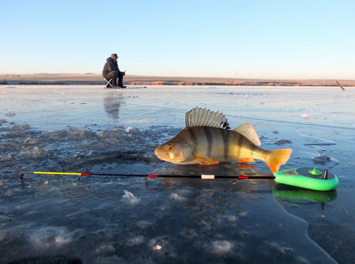  Reelinooque  — Centro de conocimientos sobre pesca en hielo
